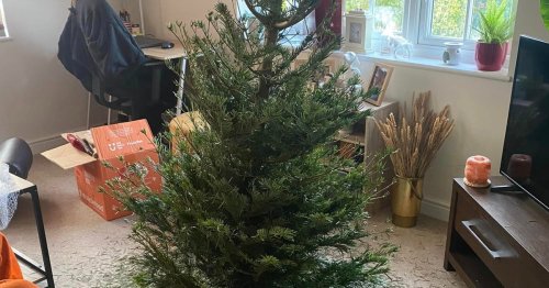 Aldi shopper’s £24.99 Christmas tree ‘fell to pieces’ as soon as she opened it