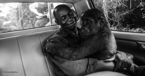Gorilla hugging man who saved his life picture wins Wildlife Photographer of the Year award