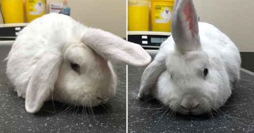 Wonky the rabbit is nicknamed ‘unicorn’ because of the ear in the middle of his head