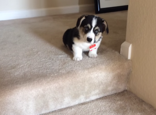 A nine-week-old corgi trying to go downstairs is the cutest thing you’ll see today
