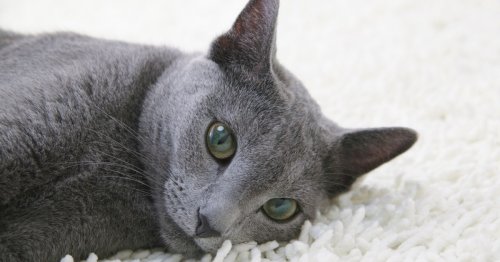 11 reasons why Russian Blue cats are the best