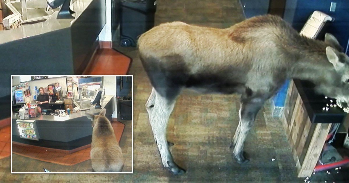 Moose on the loose casually tucks into popcorn after sneaking into cinema