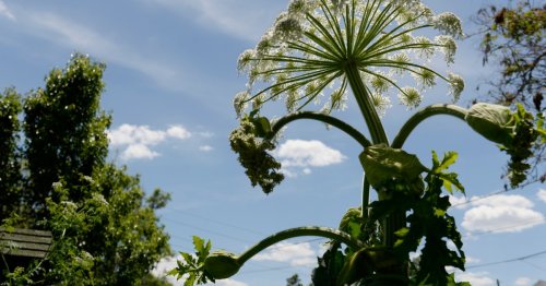 what-is-giant-hogweed-and-how-to-identify-it-in-the-uk-flipboard