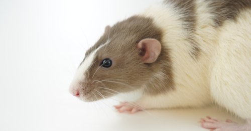 Human brain tissue implanted into rats’ brains to help treat injury