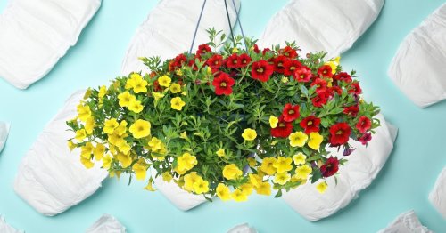 Want your hanging baskets to thrive this summer? Nappies could be the secret