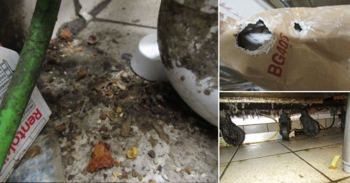 KFC shut down with immediate effect when inspectors were so horrified by what they found