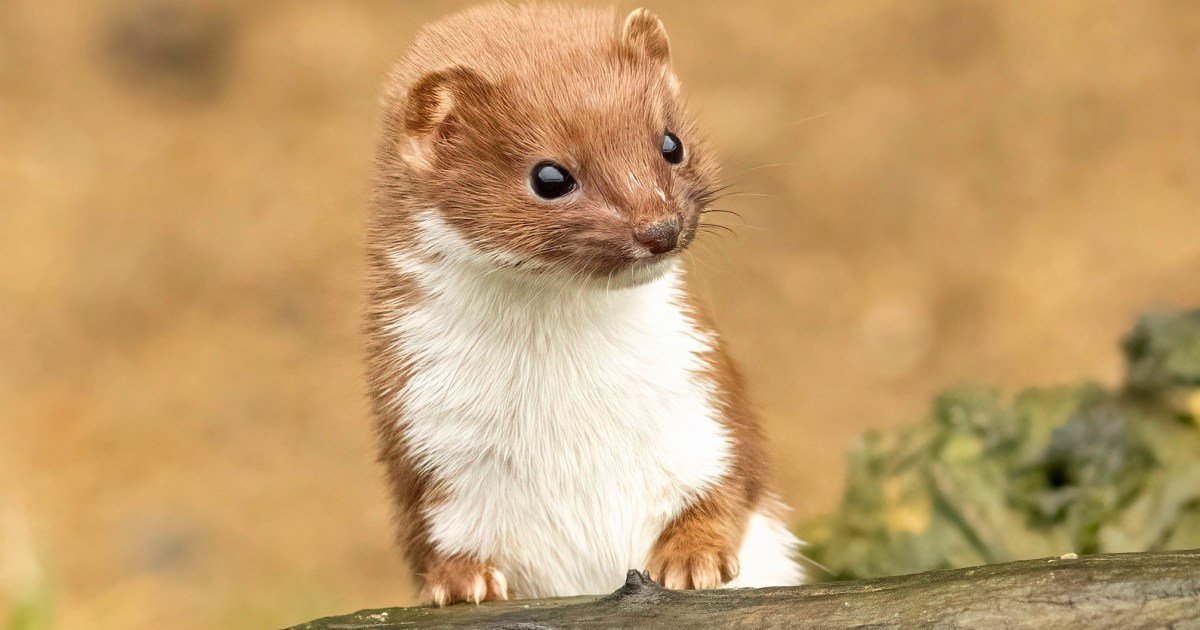 Weasel testicles used to cure heartbreaking condition by couples in medieval times