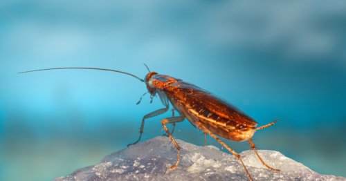 Scientists create mutant cockroaches in gene editing breakthrough