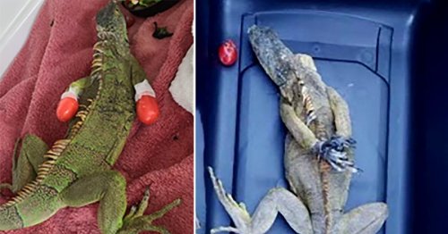 Iguana found with feet tied behind its back is given special boots
