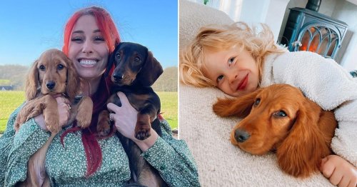 Stacey Solomon overjoyed as she adopts adorable new puppy to keep Peanut company after death of pet dog Theo