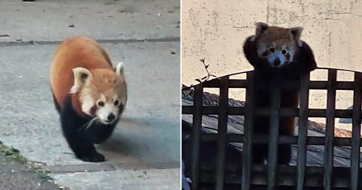 Red panda escapes zoo to go on a trip to the fruit market