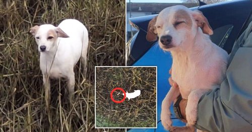 Rescuers save lost dog after tempting her with sausages dangled from drones