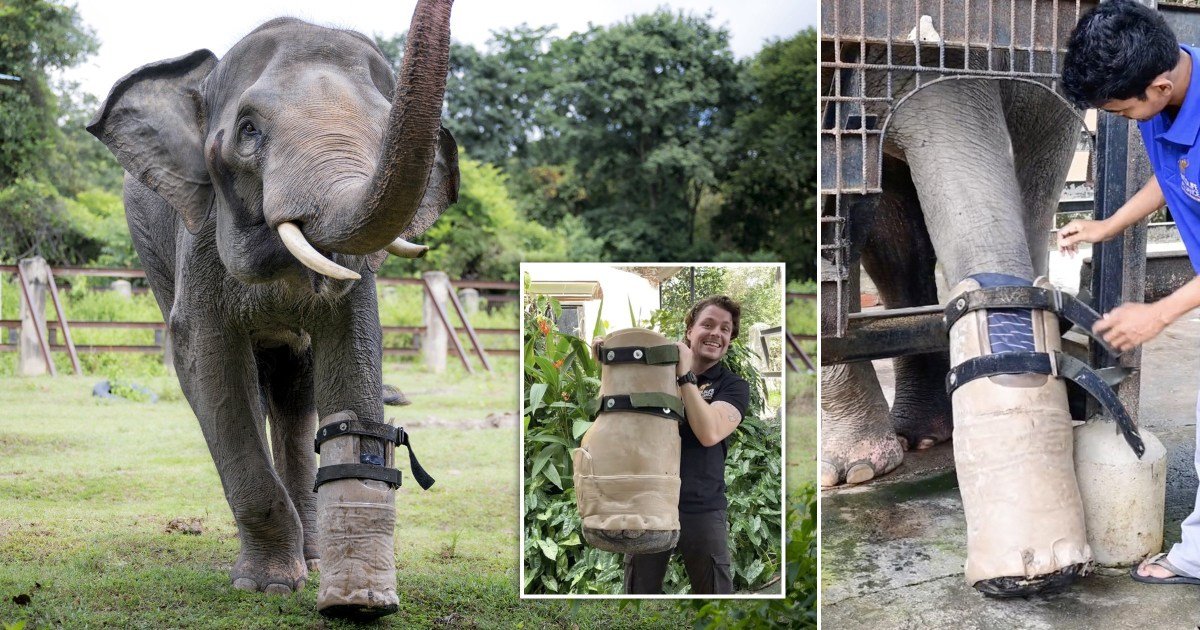 Elephant with a missing foot is given a prosthetic so he can walk again