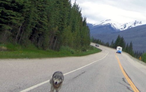 Massive wolf chases man on motorbike for almost a mile