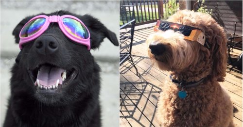 Dogs in sunglasses are our favourite thing about the solar eclipse