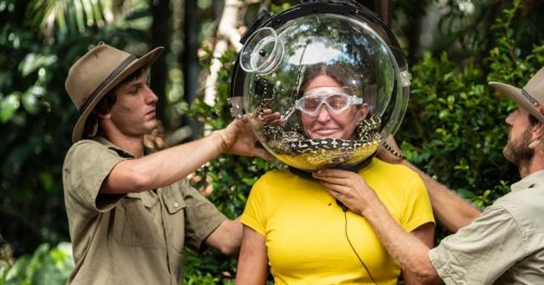 I’m a Celebrity: What happens to the animals from the Bushtucker trials?