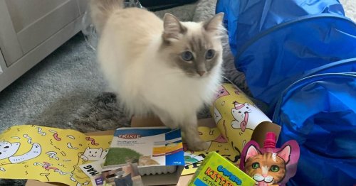 Get 30% off monthly goodie boxes for your cat, featuring adorable toys and tasty treats