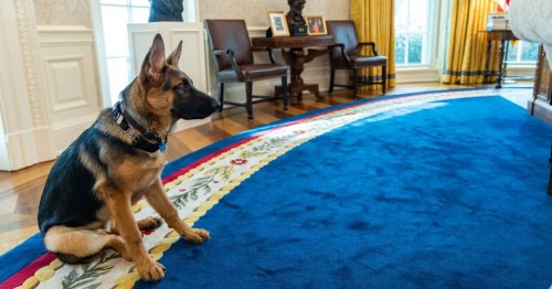 Biden gives his dog away after 24 biting incidents at White House