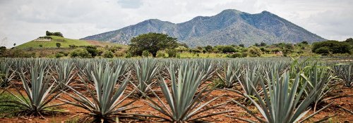 Tequila, Jalisco: ¿Qué hacer y cómo llegar a este Pueblo Mágico? - México Desconocido