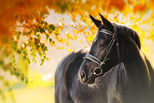 Pferdefotografie: Tipps fürs Fotoshooting mit Pferd