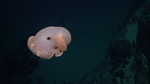 ‘Cutest octopus in the world’ seen for the first time in Southeast Pacific. See video