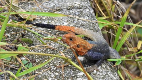 Another invasive spreads in Florida: A red-headed lizard with an appetite for butterflies