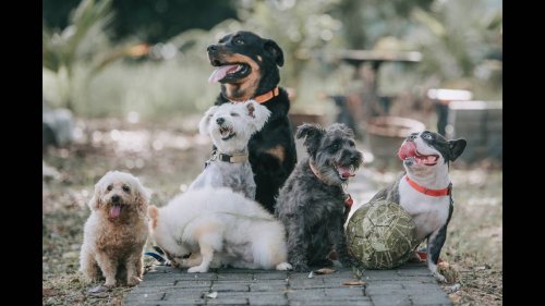 This dog breed ranks as the most popular in US — again. Which others made the list?