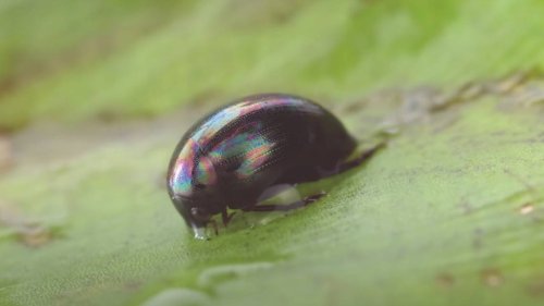 Beetles don’t die after being eaten by predator, video shows. They crawl out its butt