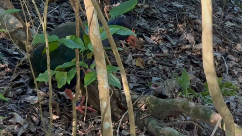 ‘Predatory’ bird and ‘New Zealand’s largest reptile’ seen fighting in rare video