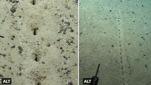 ‘They look almost human made.’ NOAA finds weird lines of holes in Mid-Atlantic floor