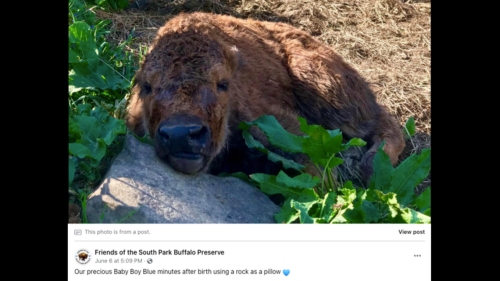 ‘Blue’ the baby buffalo died being stepped on at PA preserve. His herd held a ‘wake’
