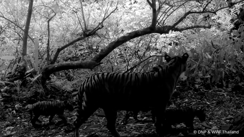 Tiger appears on trail camera with three cubs. Hear them ‘practicing their roars’