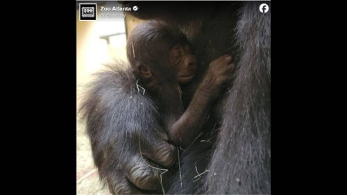 Critically endangered infant gorilla has zookeepers ‘cautiously optimistic.’ Here’s why