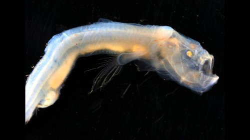 Never-before-seen creatures found lurking in remote ocean waters. See what was found