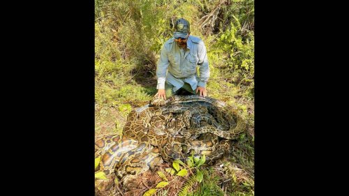 500 pounds of python caught when mating rituals revealed in Florida marsh, team says