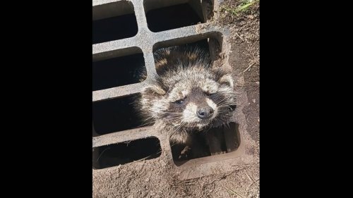 Bystander uses laundry pods to help free trapped raccoon, Massachusetts cops say
