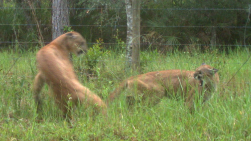 Panthers are caught on wildlife cam making baby panthers in Florida. It’s a first