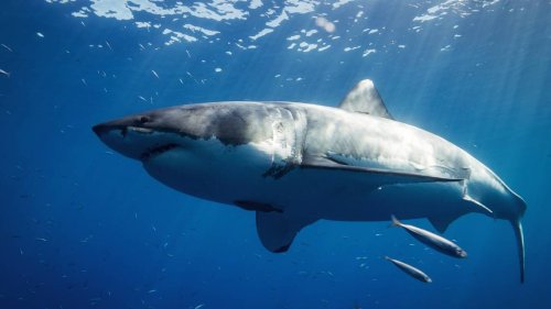 Shark bites 17-year-old’s legs before his best friend rescues him off ...