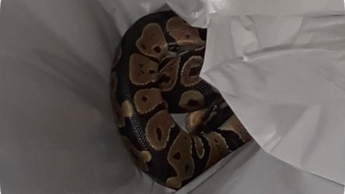 ‘I screamed my lungs out’: Florida woman finds agitated python in her washing machine