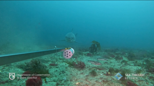 ‘Curious’ great white shark approaches camera off New Zealand. See ‘very rare’ video