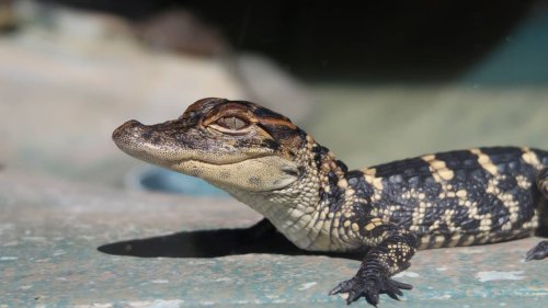 Baby gator found in hotel tub was stolen for birthday photoshoot, Florida officials say