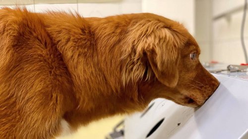 COVID-sniffing dogs can also smell long-term virus symptoms in patients, study says