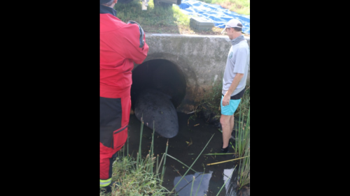 Large tail seen sticking out of Florida culvert was trapped 8.5-foot creature. See it