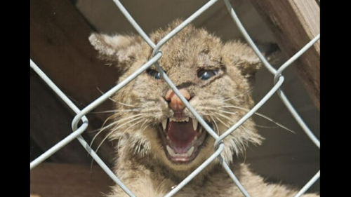 Predator caught in Florida chicken coop didn’t look normal, photos show. What is it?