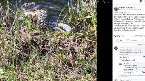 Large alligator seen chewing on ‘huge’ python is a rare site in Florida’s Everglades