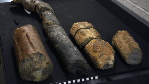‘Gigantic’ bones stumped experts for centuries. Now, prehistoric mystery is solved