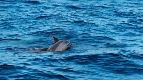 Dolphins seen ‘throwing’ and killing dolphin calf in ‘rare’ encounter, video shows