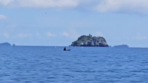 Watch rare sea creatures appear off Thailand and four other animal encounters
