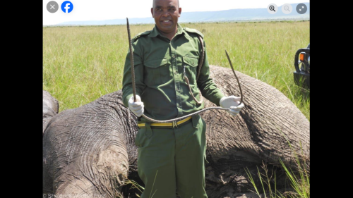 Team rushes to treat elephant’s ‘ghastly’ injury caused by metal spear in Kenya