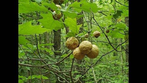 Odd balls appearing in Connecticut trees are actually alive. Here’s what will emerge